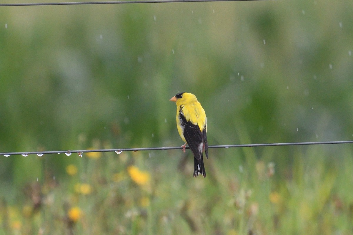 gulstillits - ML639098606