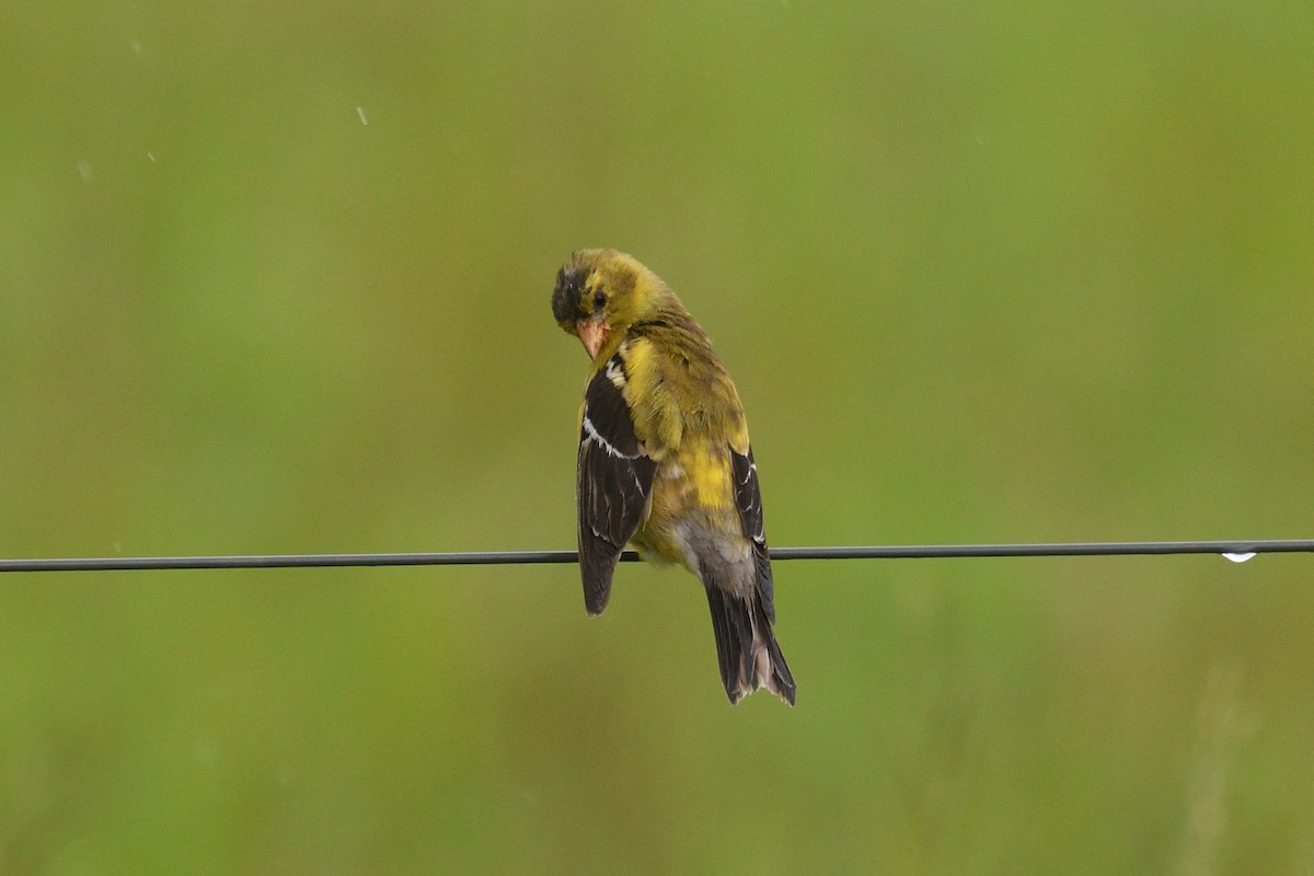 gulstillits - ML639098609