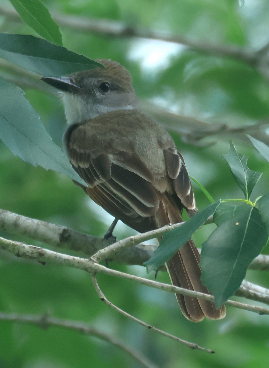Brown-crested Flycatcher - ML639098610