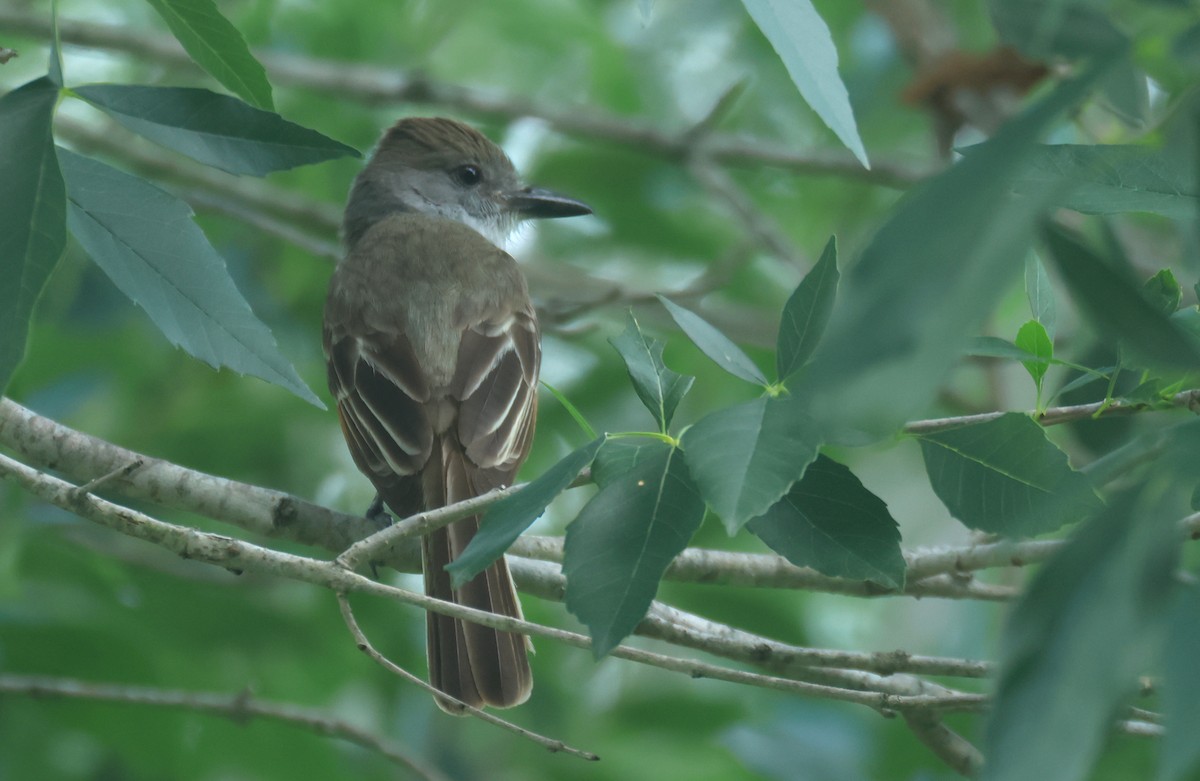 Brown-crested Flycatcher - ML639098611