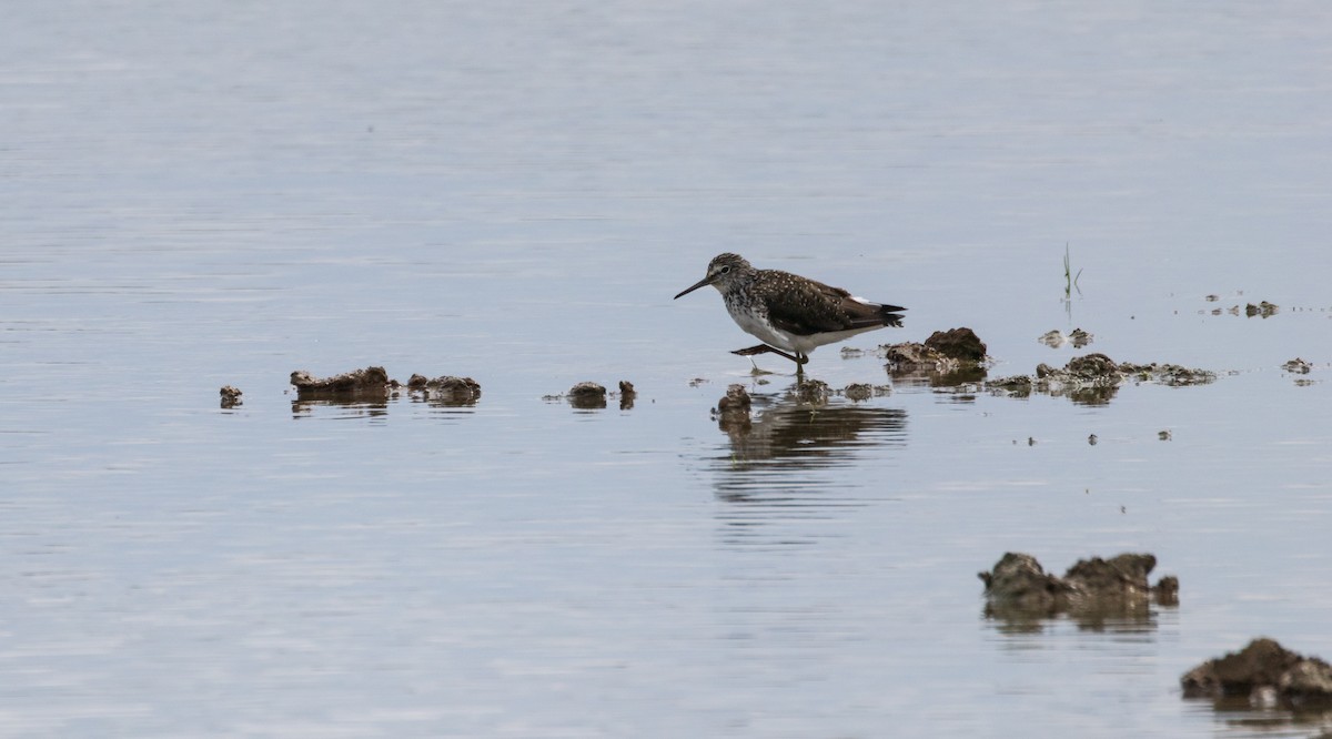 Green Sandpiper - ML639098622