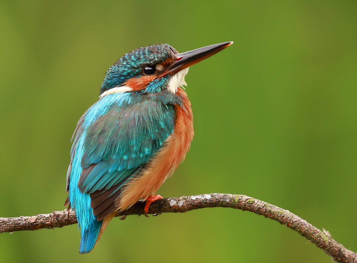 ledňáček říční - ML639098624