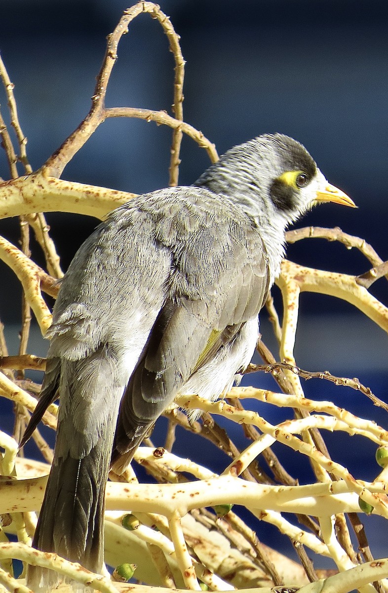 Noisy Miner - ML639098670