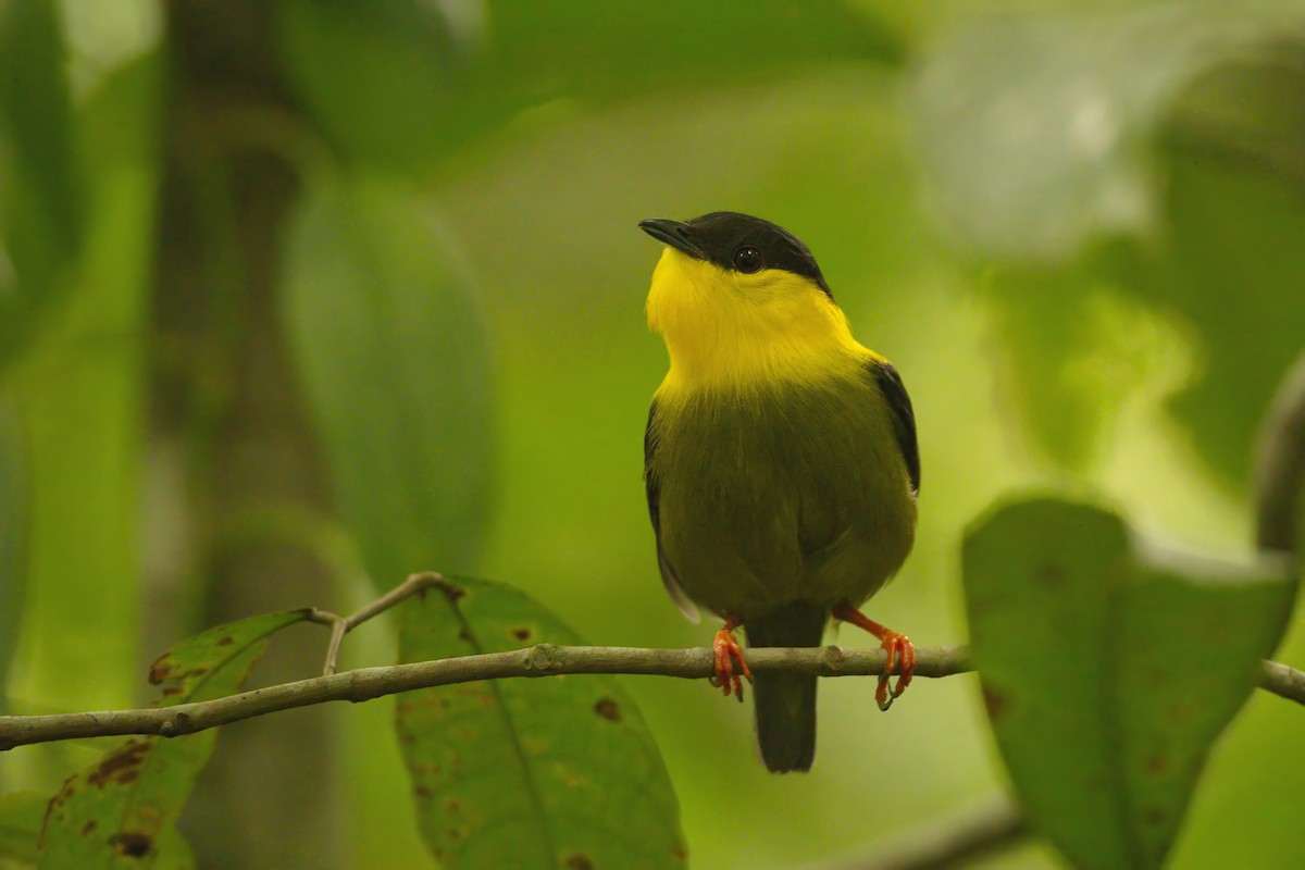 Golden-collared Manakin - ML639098702