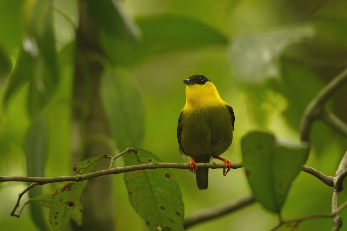 Golden-collared Manakin - ML639098703