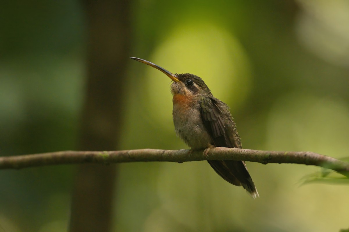 kolibřík pruhoocasý - ML639098706