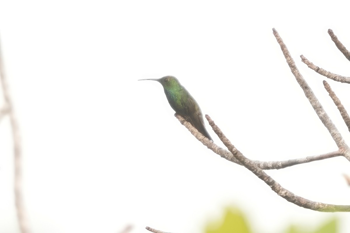 kolibřík lesklý - ML639098714