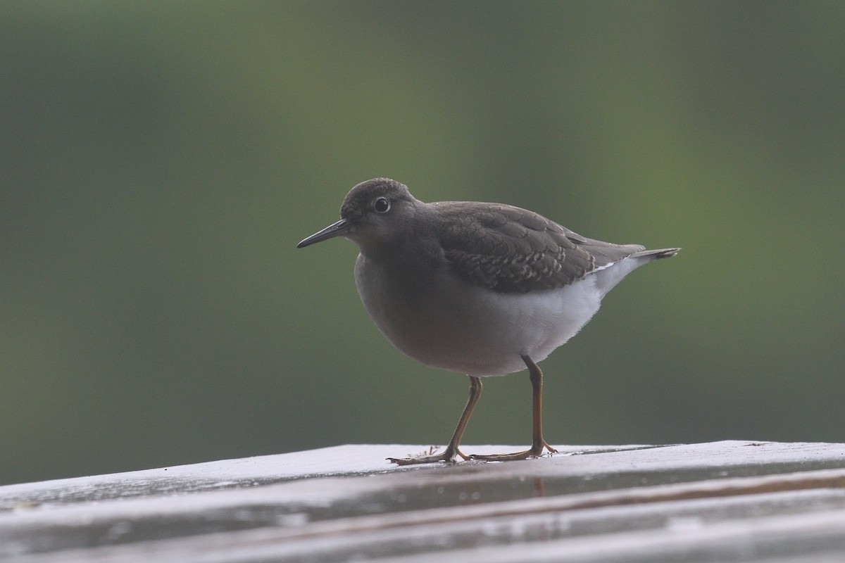 Spotted Sandpiper - ML639098716