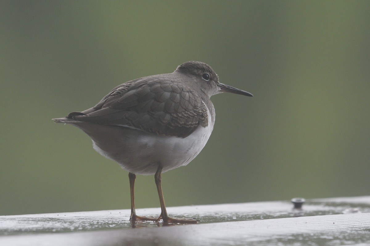 Spotted Sandpiper - ML639098717
