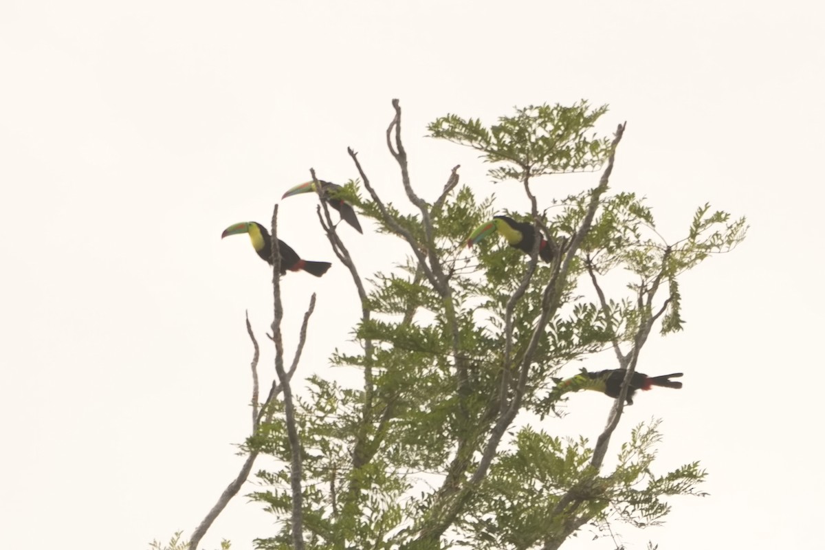 tukan středoamerický - ML639098719