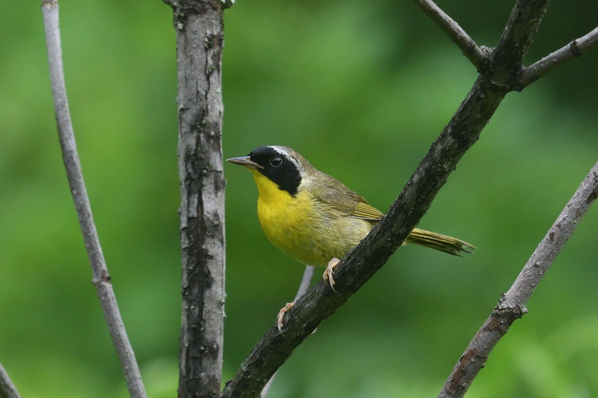 Common Yellowthroat - ML639098720