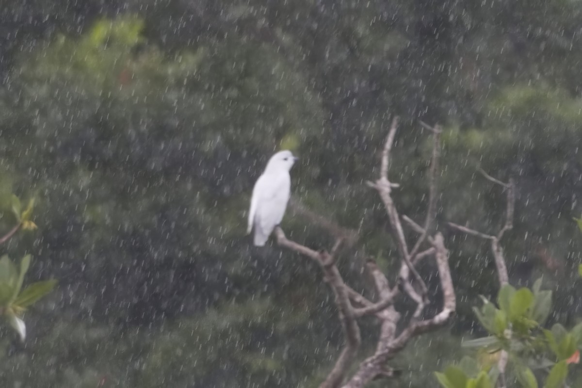 kotinga sněhobílá - ML639098730