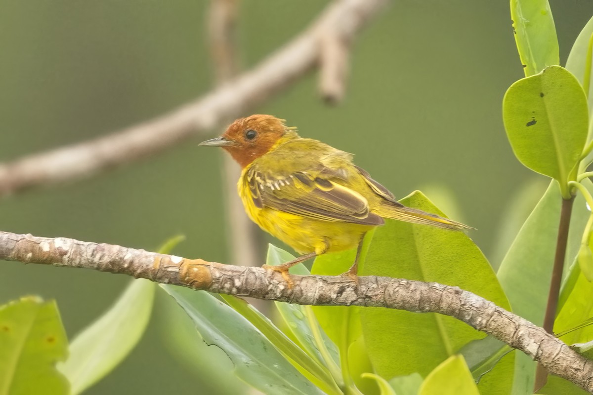 Yellow Warbler (Mangrove) - ML639098738