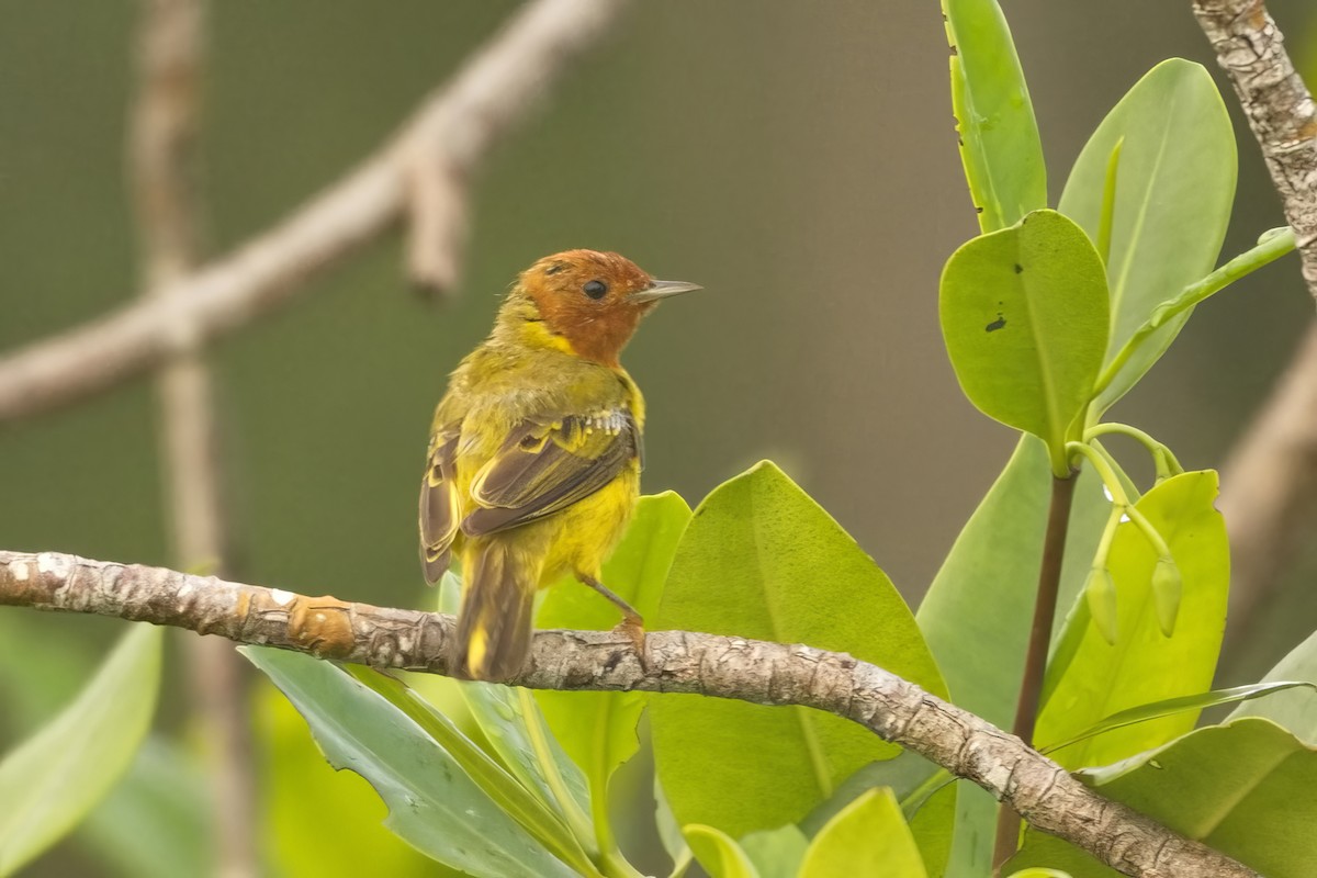 Yellow Warbler (Mangrove) - ML639098739
