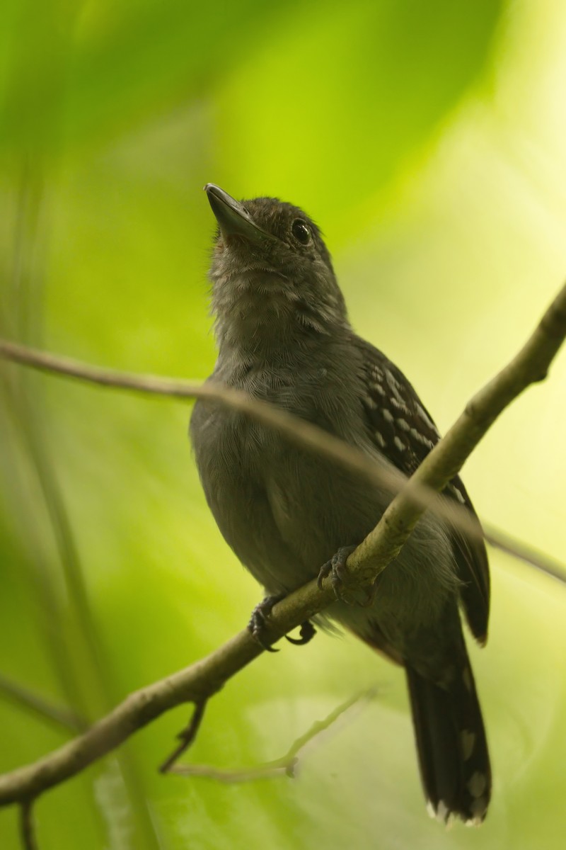 Black-crowned Antshrike - ML639098760