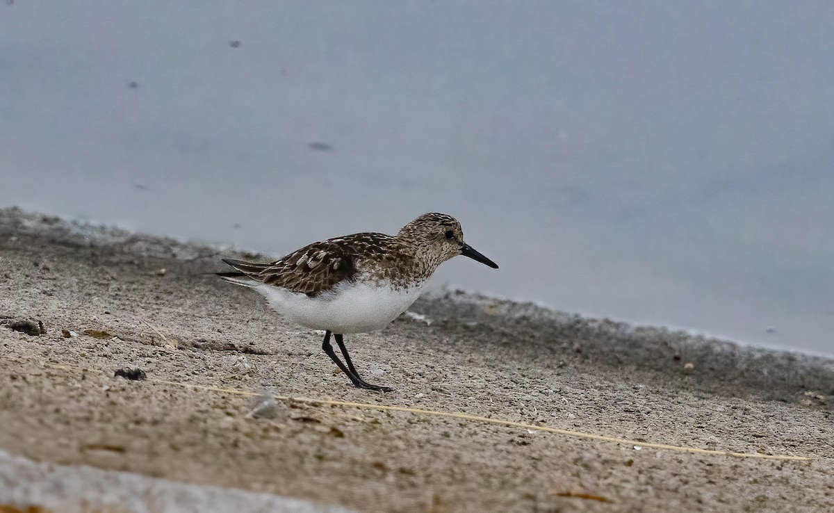 Sanderling - ML639098978