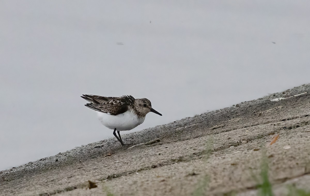 Sanderling - ML639098982