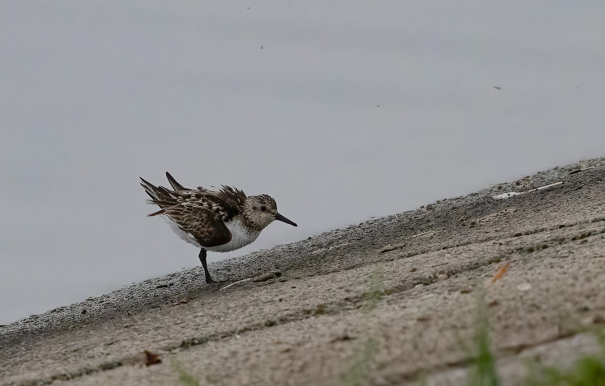 Sanderling - ML639098985