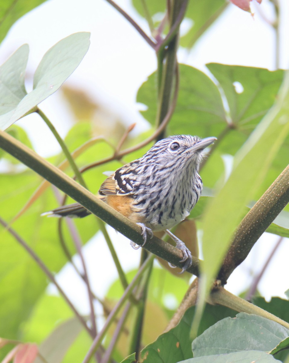 Santa Marta Antbird - ML639098998