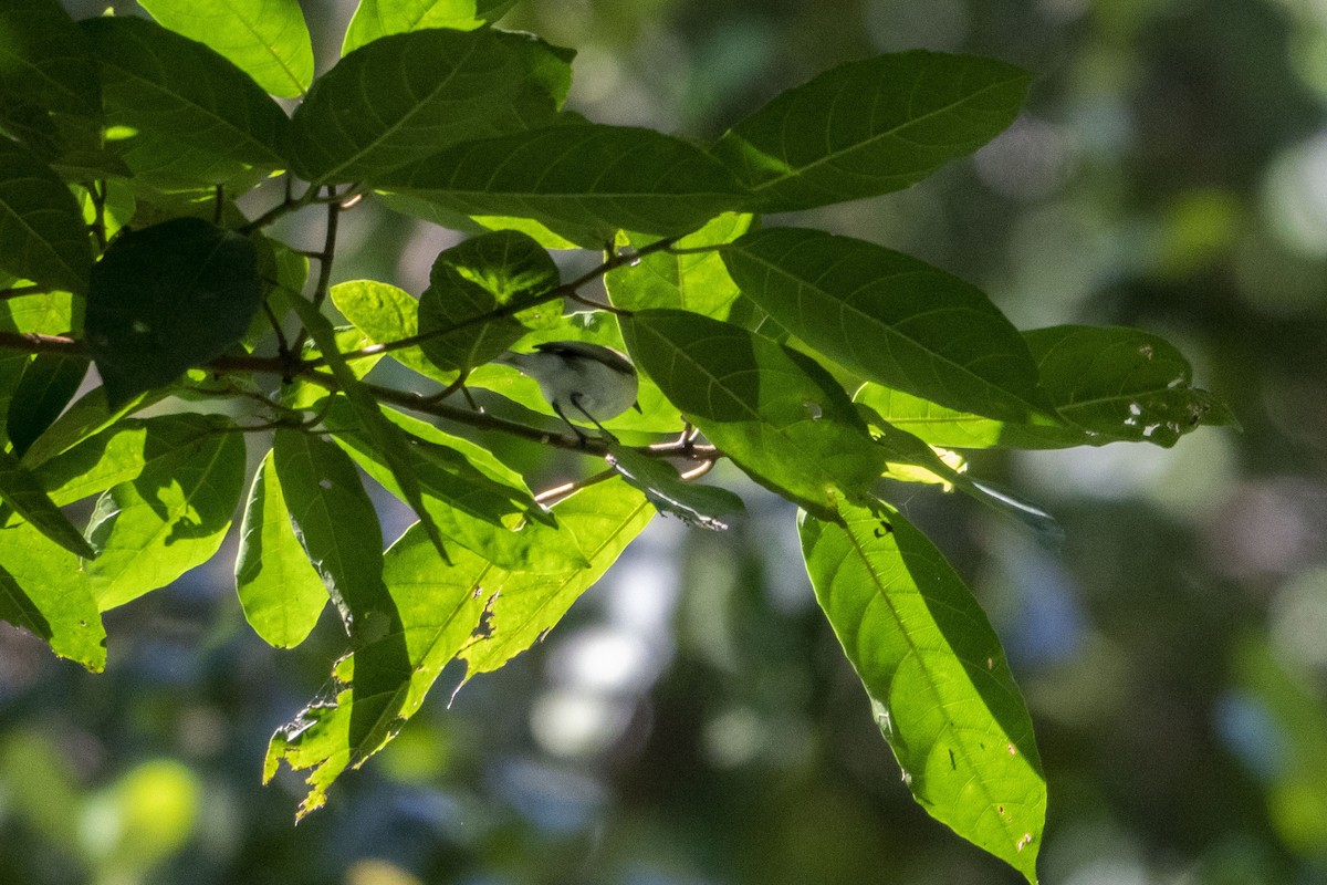 Plain Gerygone - ML639099040