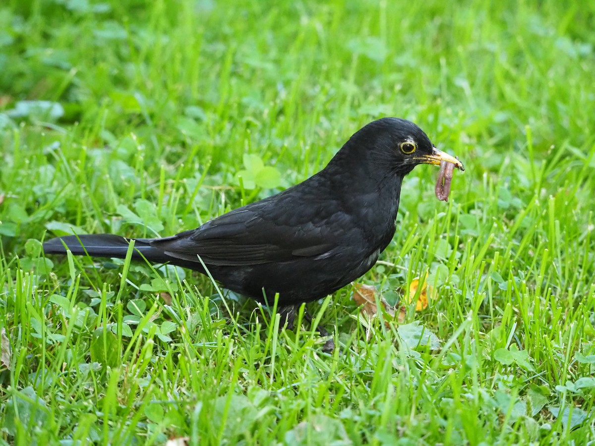 Eurasian Blackbird - ML639099075