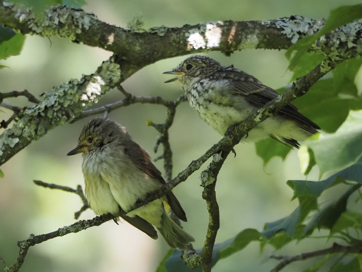 Spotted Flycatcher - ML639099079