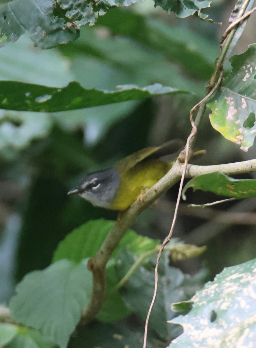 White-lored Warbler - ML639099099