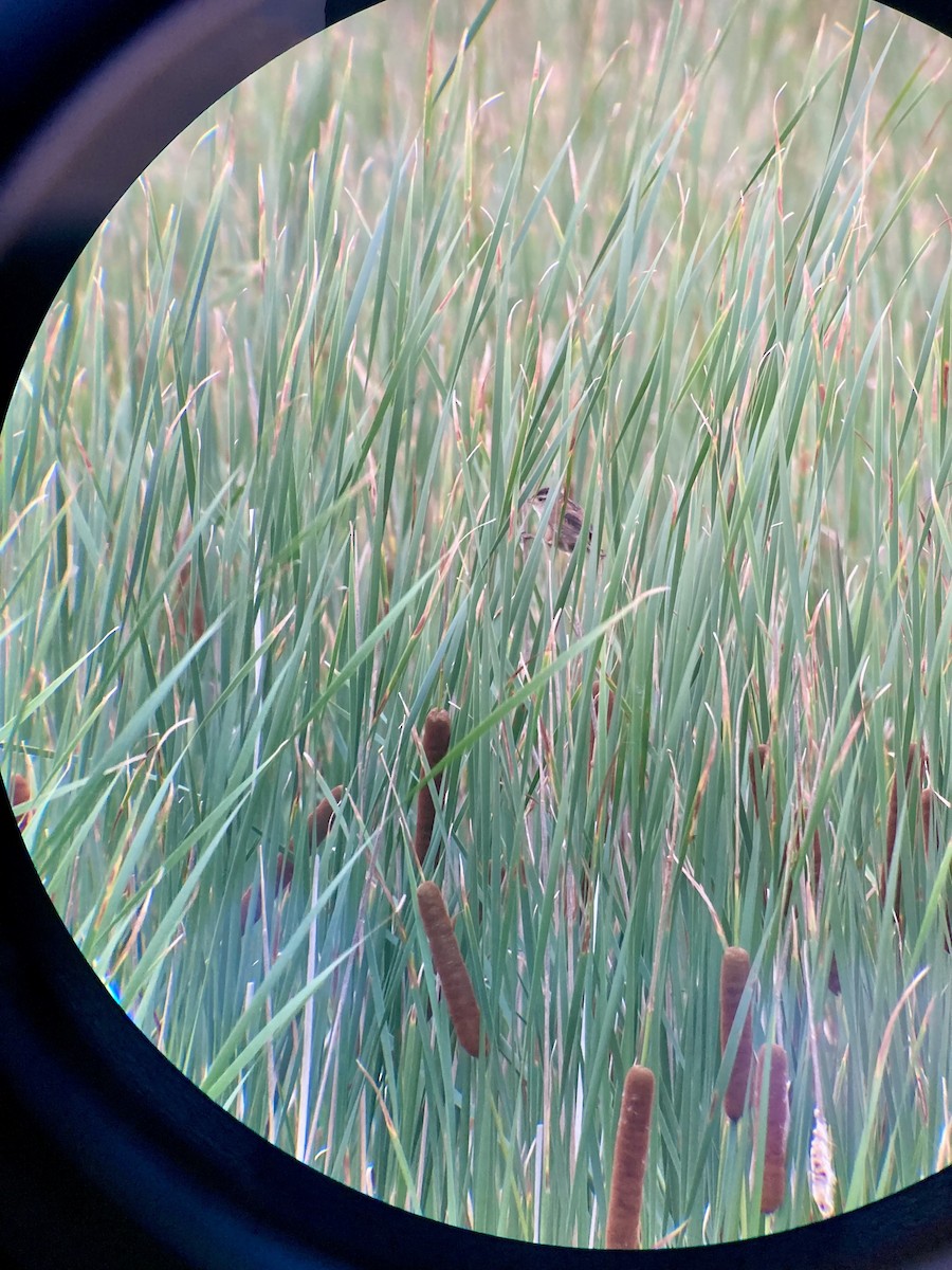 Marsh Wren - ML639099122
