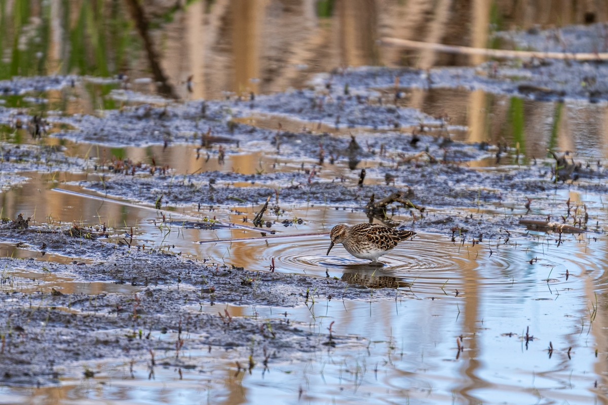Least Sandpiper - ML639099177
