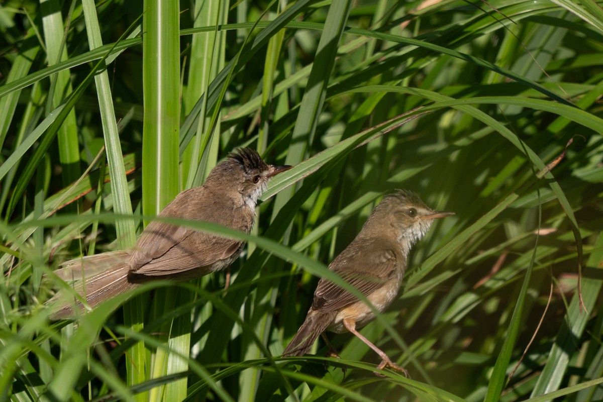 Blunt-winged Warbler - ML639099248
