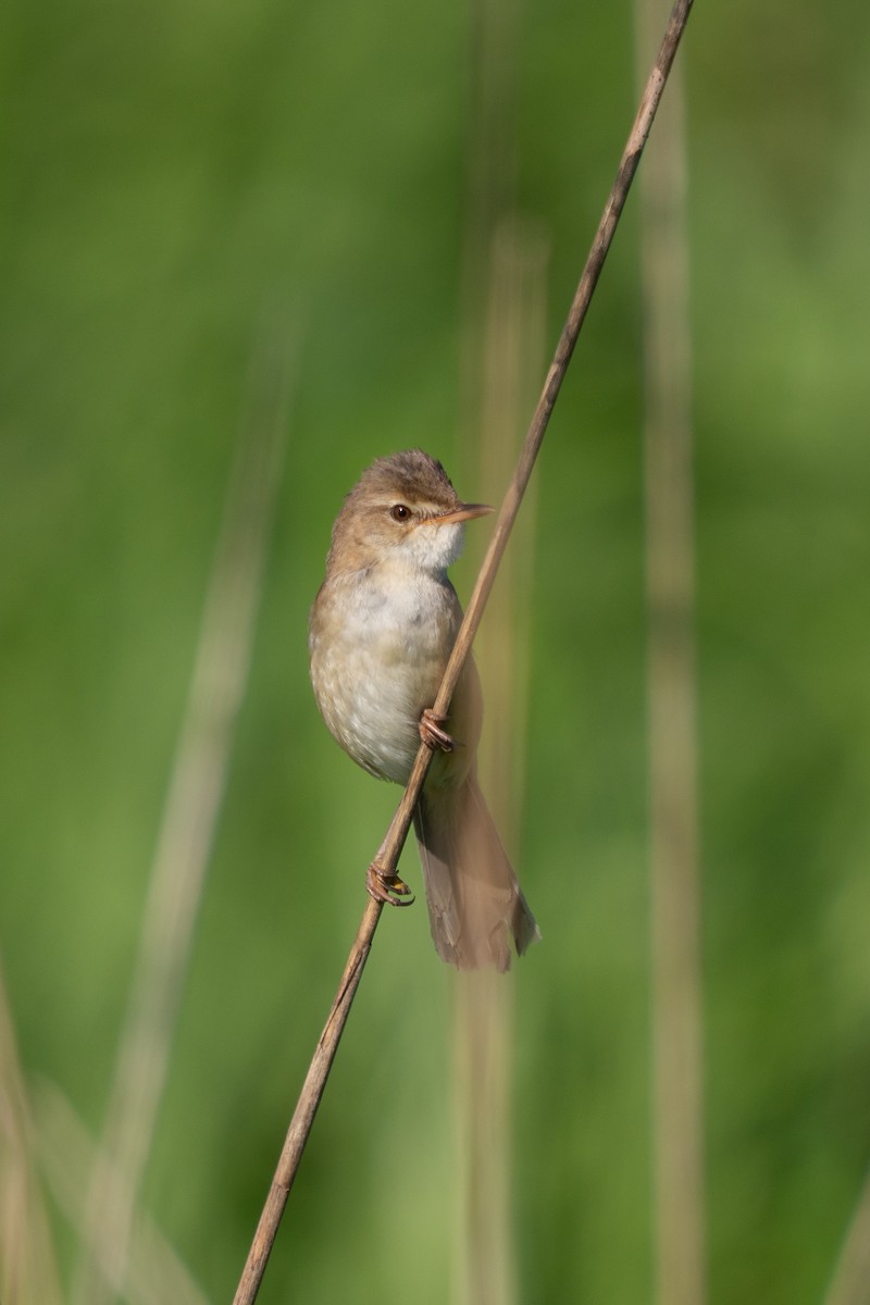 Blunt-winged Warbler - ML639099249
