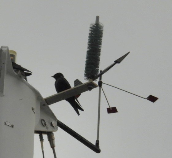 Purple Martin - ML639099257