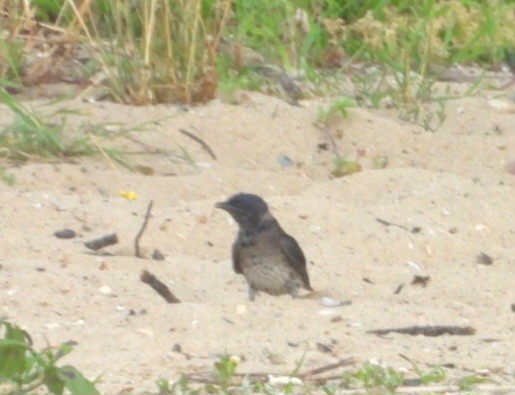 Purple Martin - ML639099258
