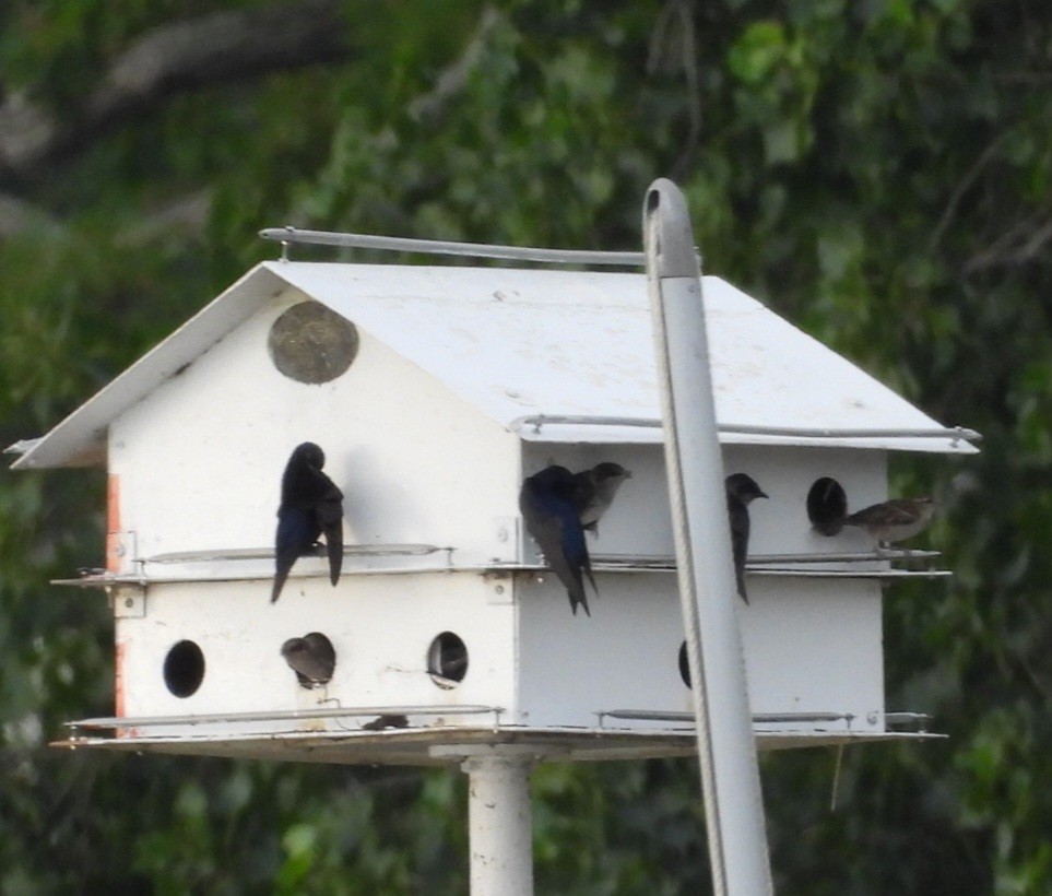 Purple Martin - ML639099259