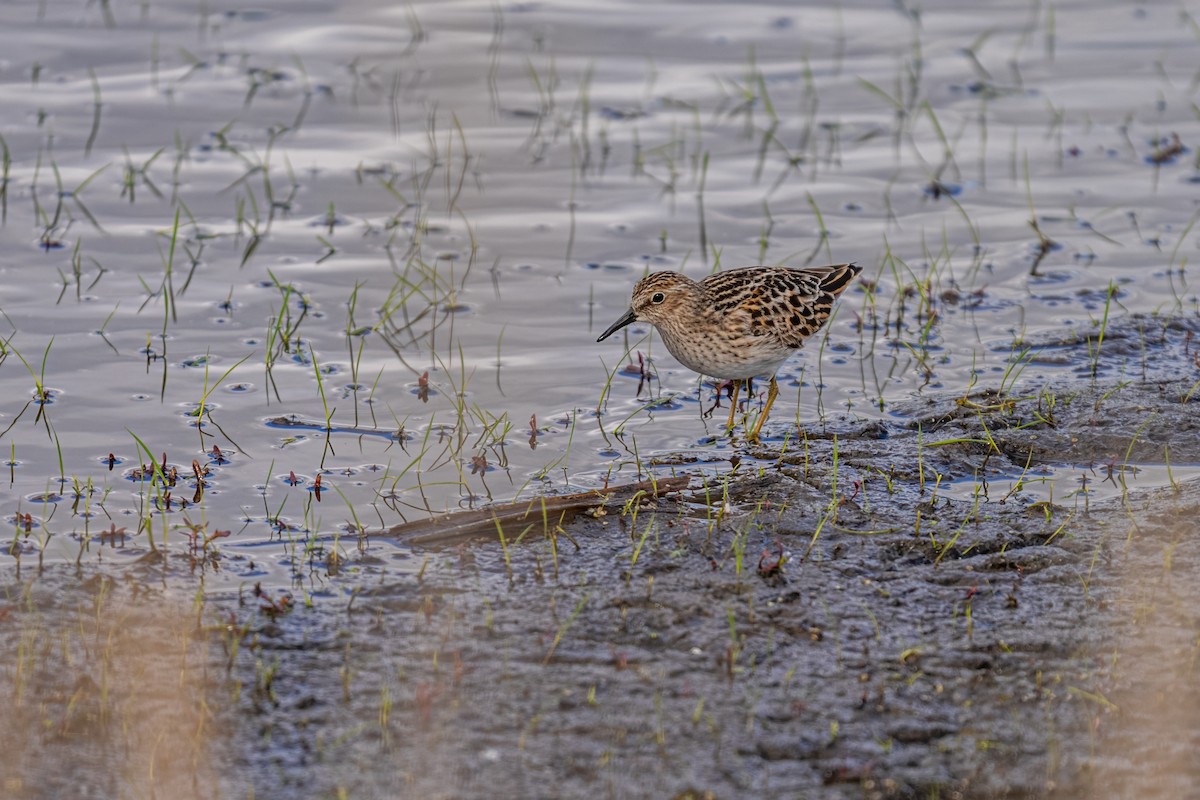 Least Sandpiper - ML639099272