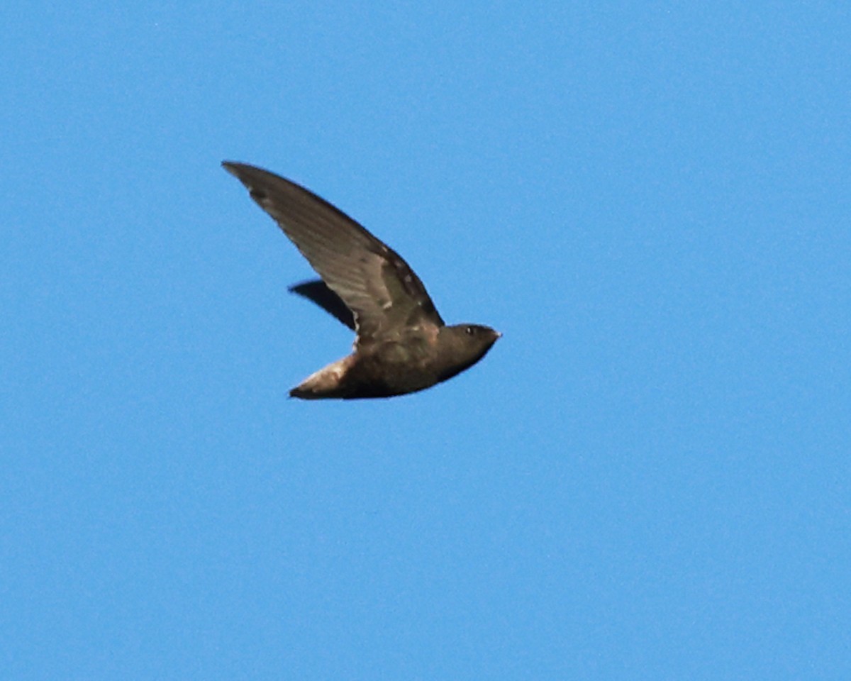 Vencejo Rabón - ML639099348