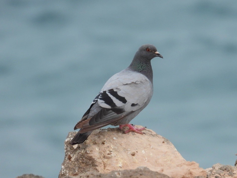 Rock Pigeon - ML639099387