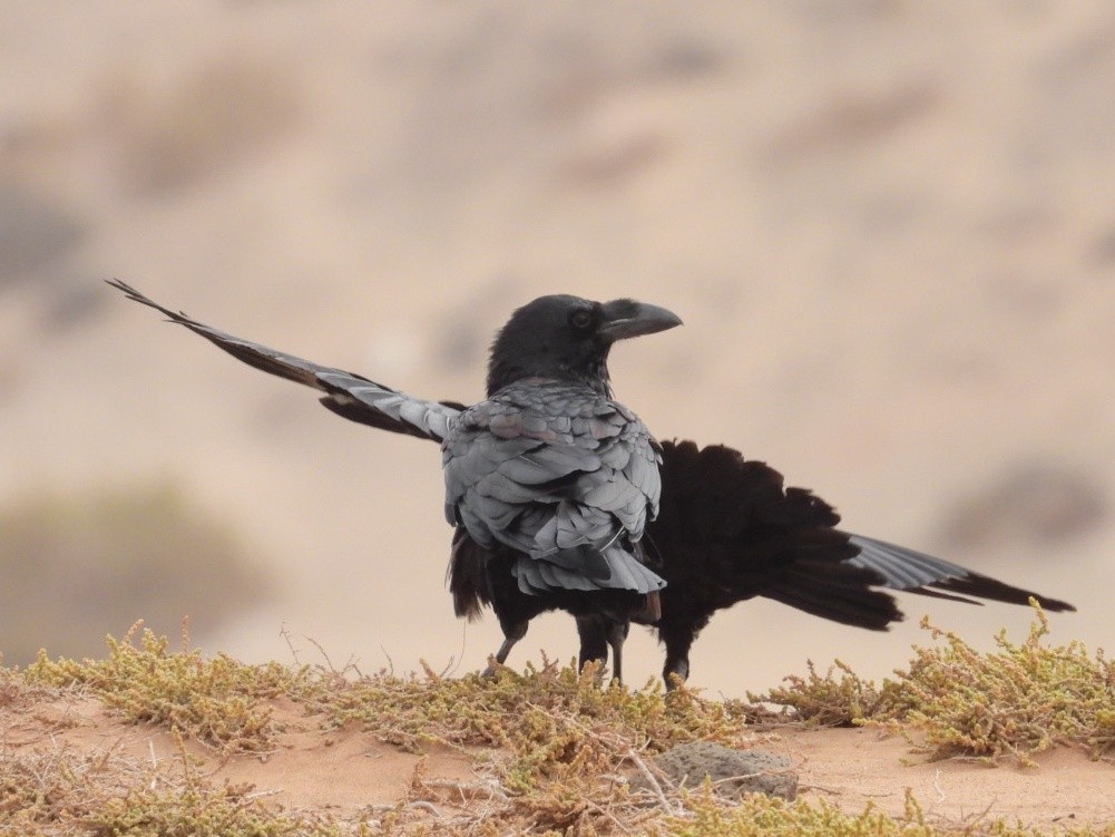 Common Raven - ML639099393