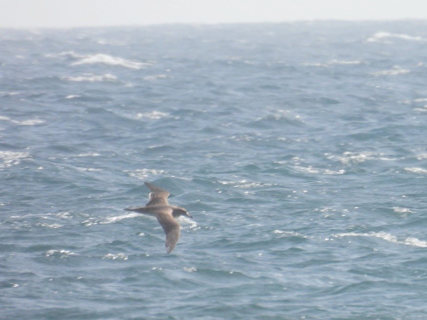 Cory's Shearwater - ML639099403