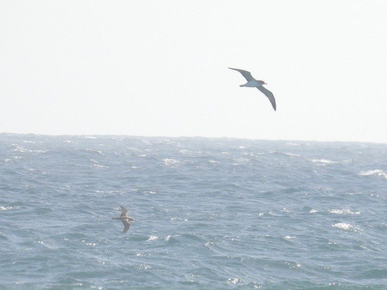 Cory's Shearwater - ML639099433