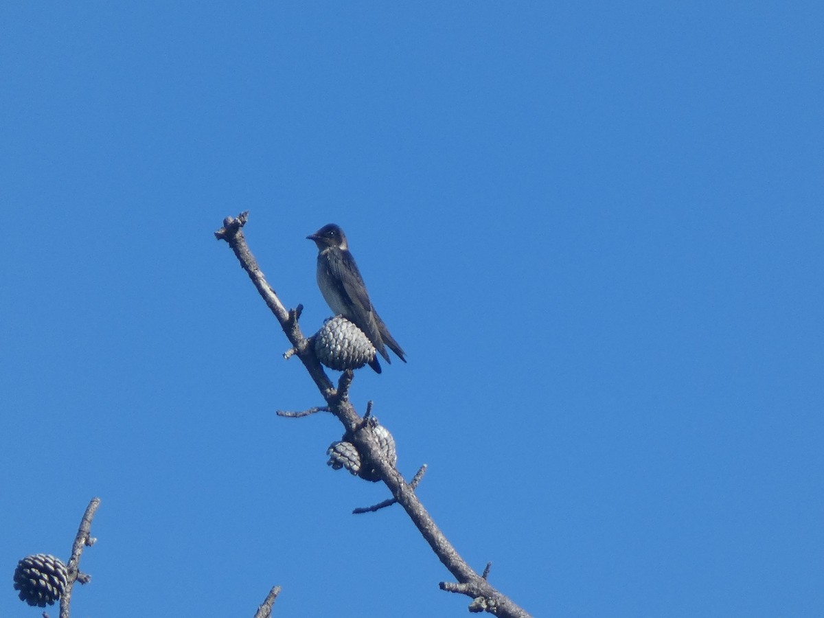 Purple Martin - ML639099467
