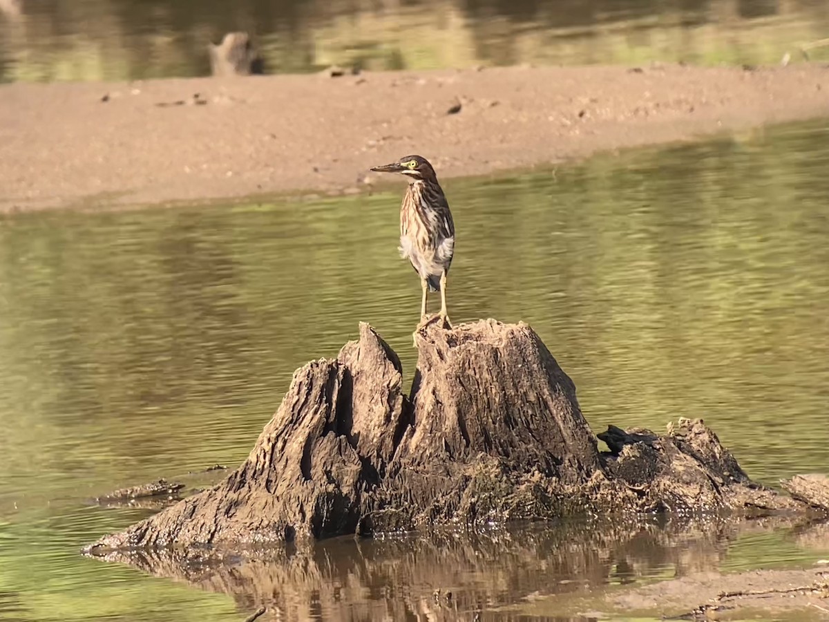 Green Heron - ML639099526