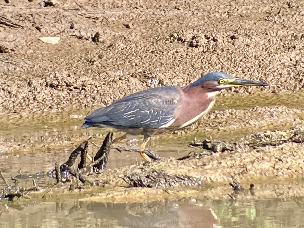 Green Heron - ML639099527