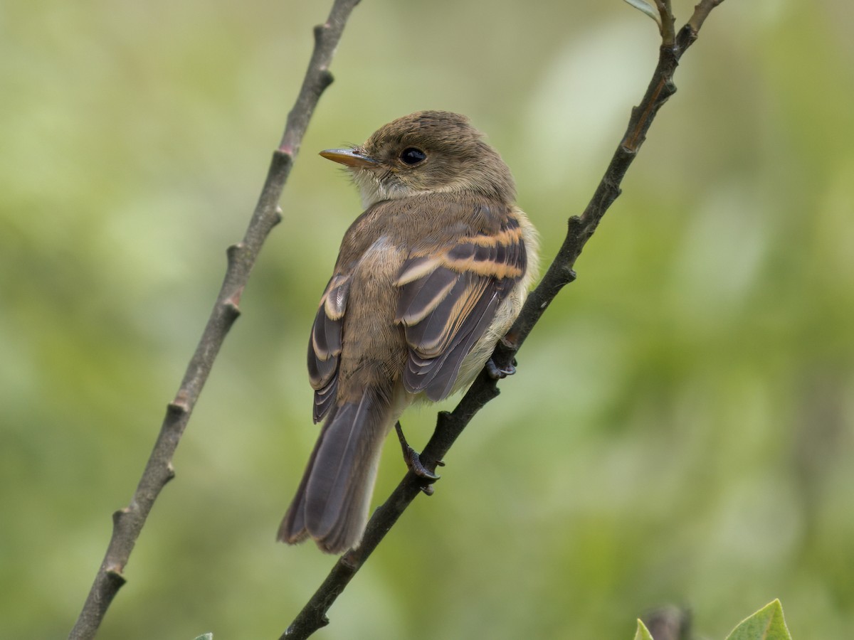 White-throated Flycatcher - ML639099531