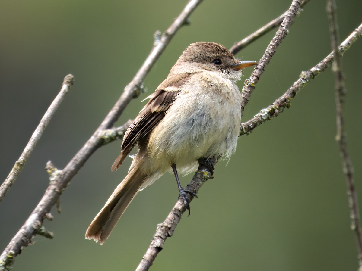 White-throated Flycatcher - ML639099532