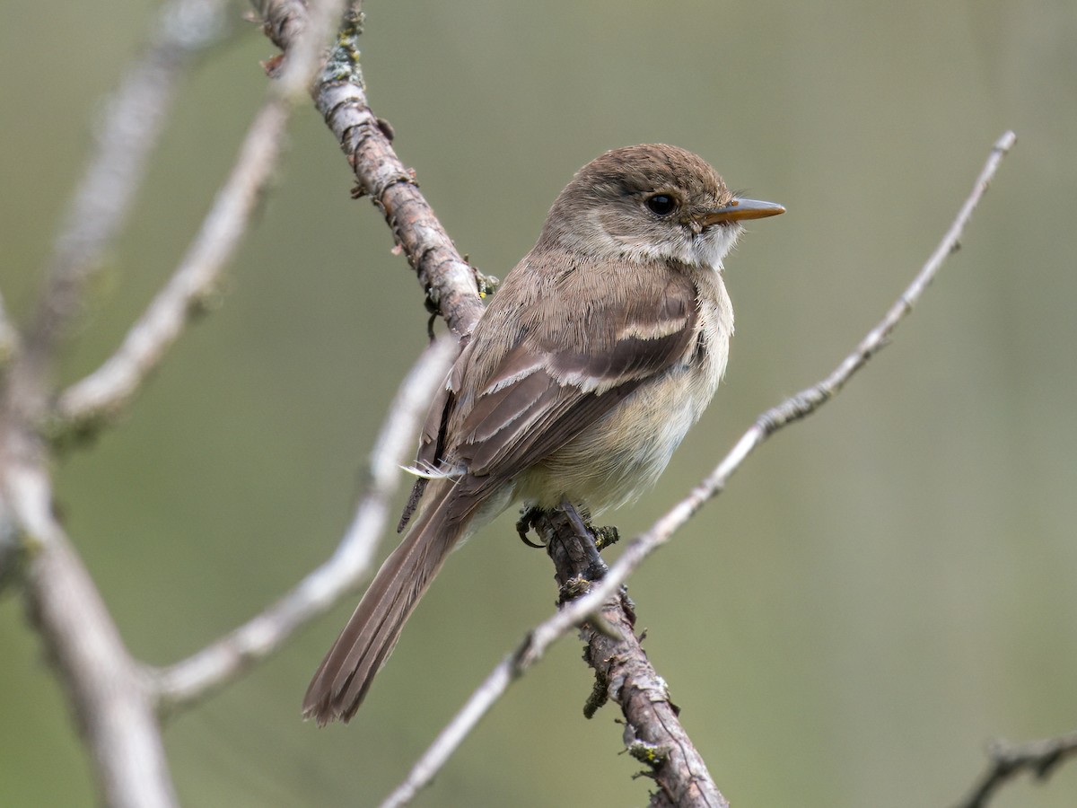 White-throated Flycatcher - ML639099533
