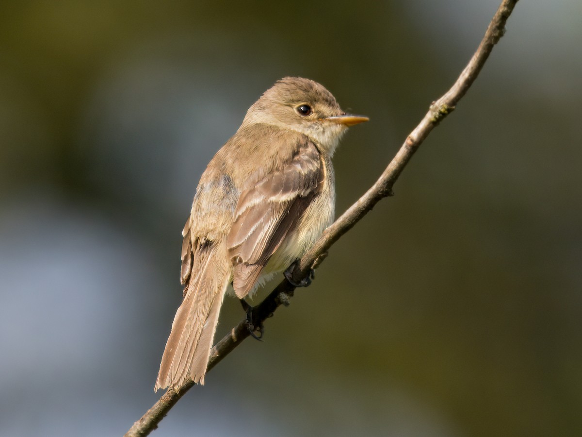 White-throated Flycatcher - ML639099534