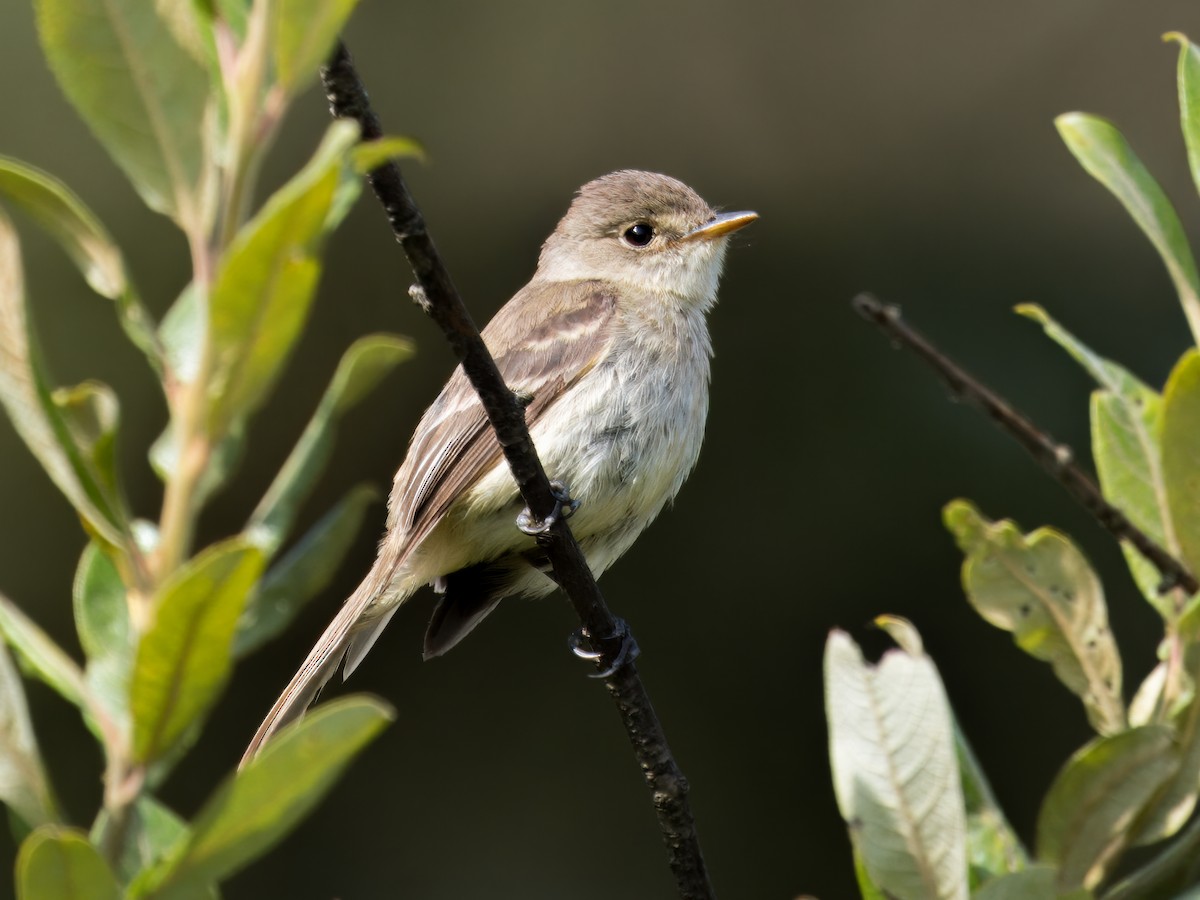 White-throated Flycatcher - ML639099535