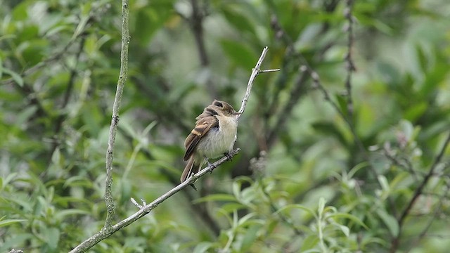 White-throated Flycatcher - ML639099544