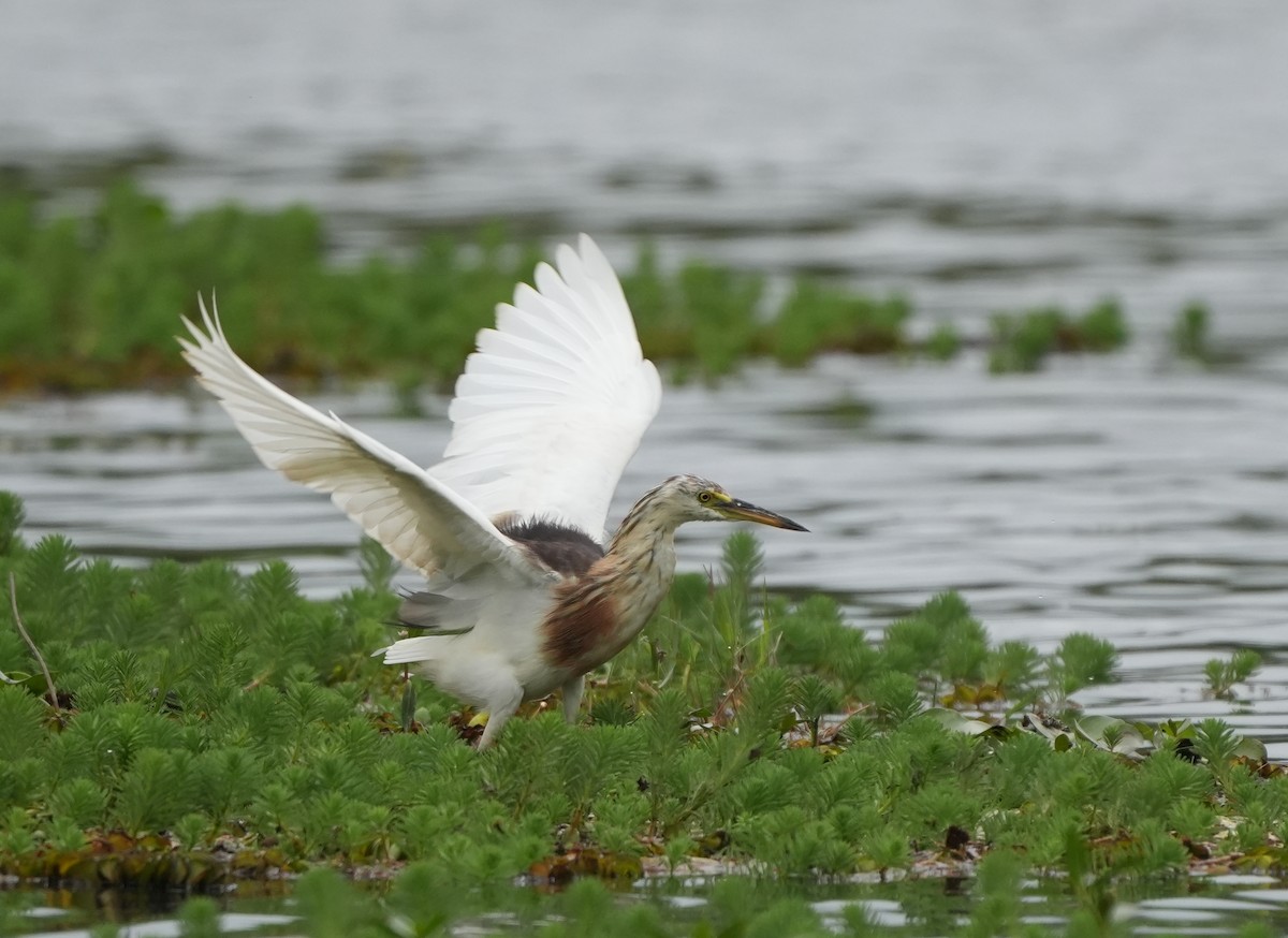 Javan Pond-Heron - ML639099578